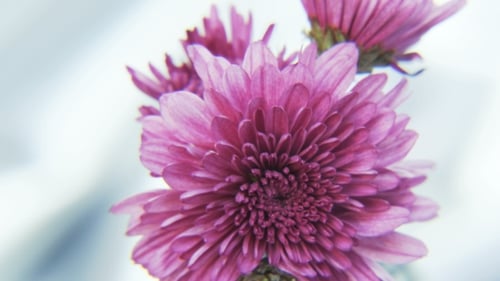 Close Up of Pink Flowers Blooming