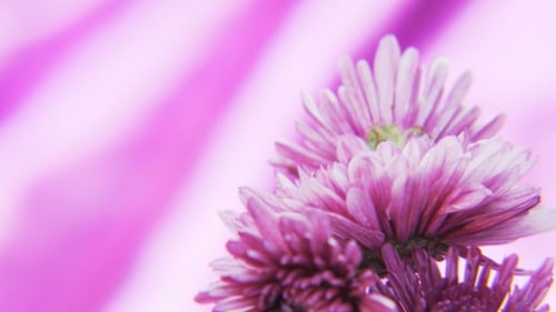 Pink Chrysanthemum Flower Close-Up on Pink Background