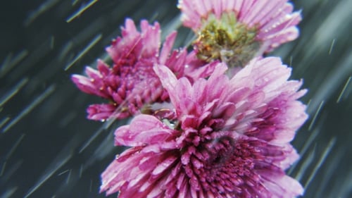 Purple Flowers Rotating in Heavy Rain