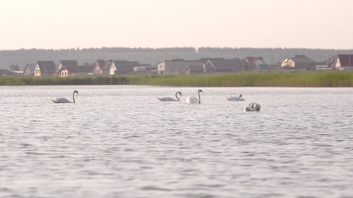Fünf Schwäne schwimmen im See