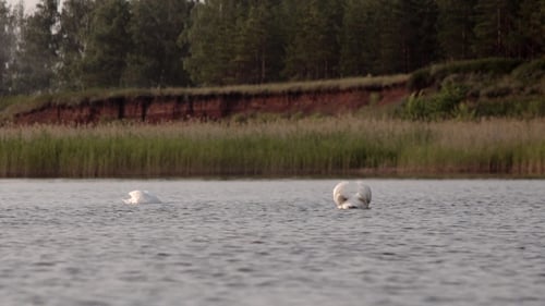 Swans Eat in the Lake