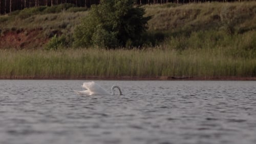 Lonely Swan Eats in the Lake