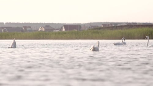 Swans Preen Their Feathers in Village
