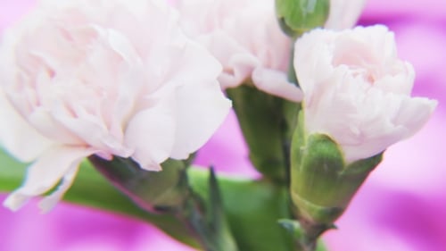 Delicate Pink Carnations Blooming in Close Up Detail