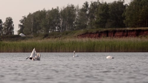 Graceful Swans Swimming on a Tranquil Lake