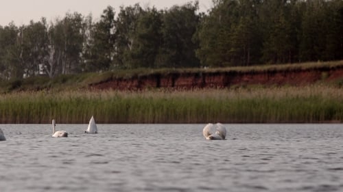 Swan Spreading Wings in the Lake