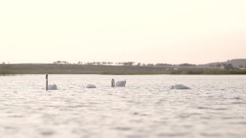 Four Swans Looking for Eat and Swim in the Lake