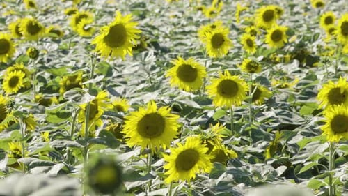 Sunflowers in a Field Move in a Strong Wind on a Sunny Day