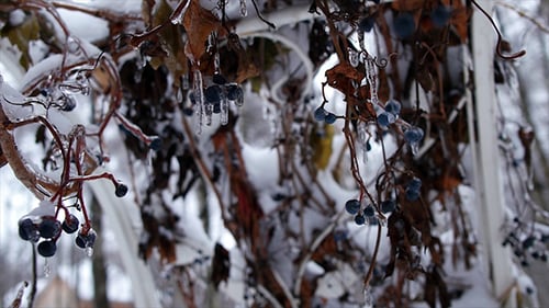 Forêt d'hiver