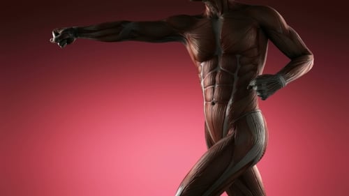 Anatomie der menschlichen Muskeln