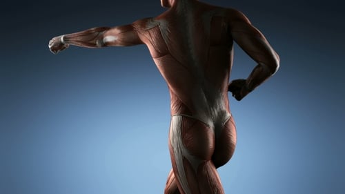 Rotating 3D Human Male Muscular System Animation
