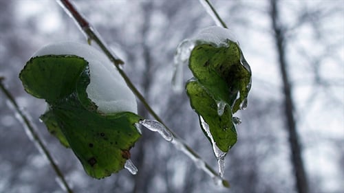 Winter Forest