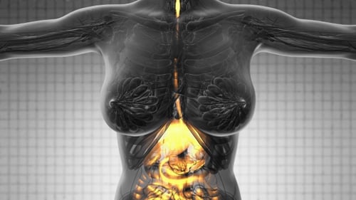 Cuerpo humano con sistema digestivo visible