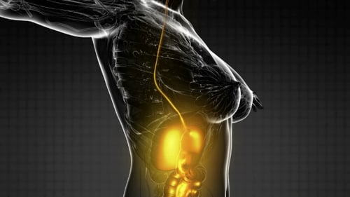 Human Body with Visible Digestive System