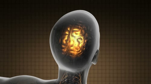 Anatomie des menschlichen Gehirns