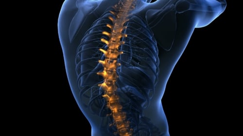 3D Human Spine Highlighted Medical Scan