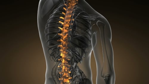 Glowing Human Spine in Translucent Medical Scan Animation