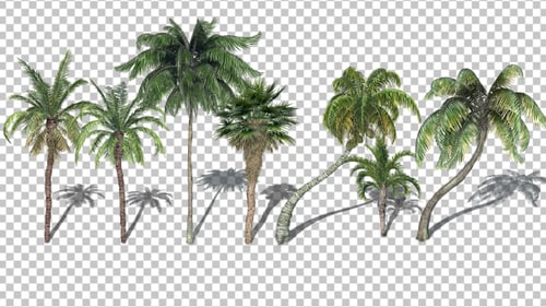 Animated Tropical Palm Trees with Alpha Channel
