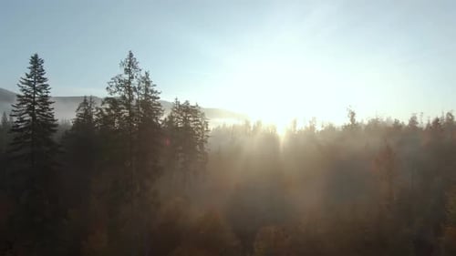 View From the Height of Mountains Covered with Coniferous Forest and Morning Fog