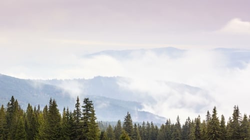 Wide View of Mountain Landscape with Pine Trees