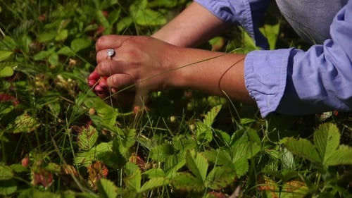Picking Berries in the Woods in Hand