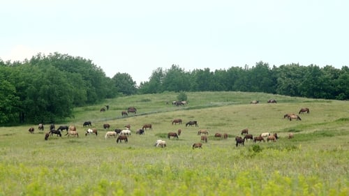 a Herd of Beautiful Horses Grazing in the Meadow
