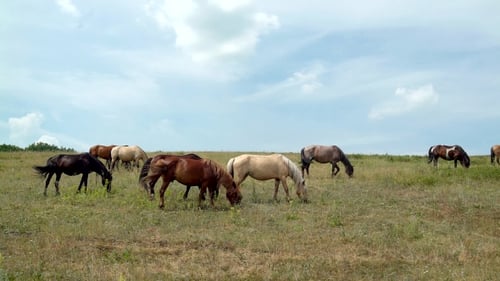 Horses Grazing Peacefully in a Beautiful Green Field