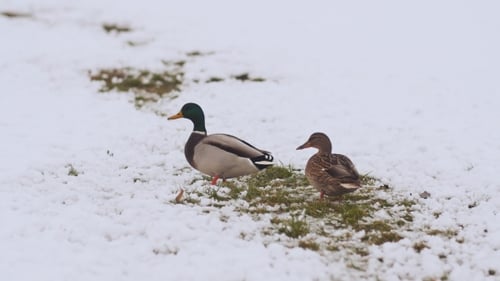 Zwei Enten im Winter auf Schnee.