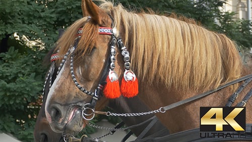 Horses with Red Harness