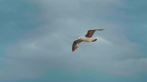 Birds floating on air currents of wind