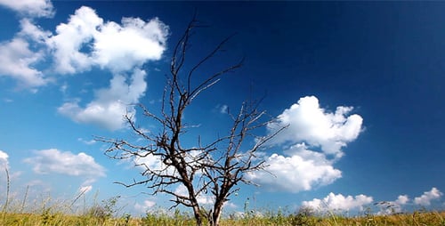 Silhouette of Bare Tree with Sky Time Lapse