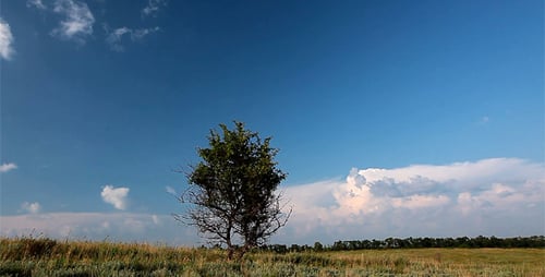 Green Tree Stands Tall in Grassy Rural Field