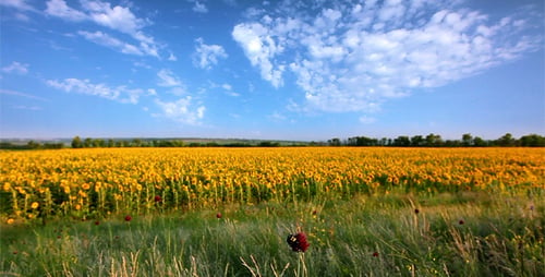 Sommer-Landschaft