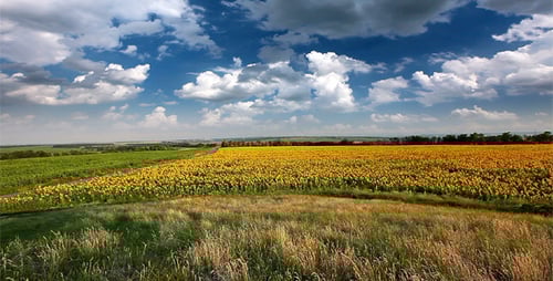 Scenic Sunflower Field Under Cloudy Blue Sky