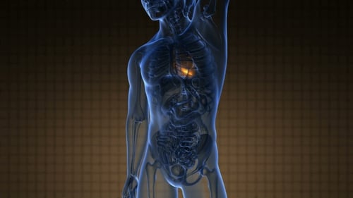 Futuristic Medical Animation of Human Heart and Anatomy