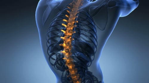 Animated Human Spine Glowing in Transparent Body Medical Visualization