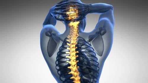 3D Human Spine Anatomy Medical Study Rotation