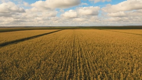 Aerial View of Harvest Corn Field