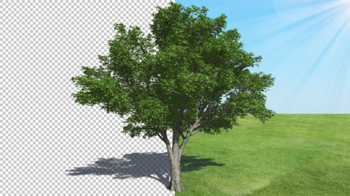 Animated American Elm Tree with Alpha Channel