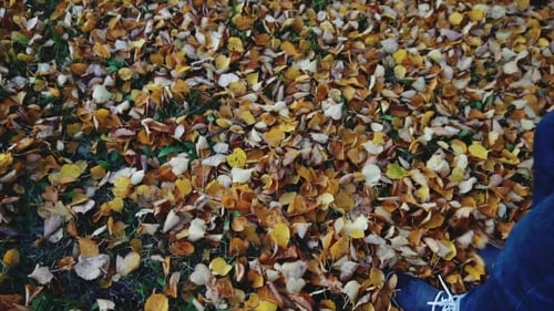 Man Legs in the Jeans Boots Walking on the Autumn Leaves in the Park