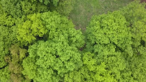 Sehr dichter gemischter grüner Wald - Ansicht von oben, Luftaufnahmen ohne Leerzeichen, sehr eng. Natur N
