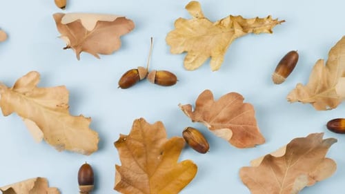 Autumn Oak Leaves and Acorns on Blue Surface