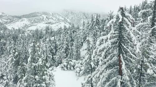 Luftaufnahme: Gefrorener Wald, verschneite Bäume, Winter