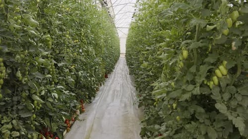 Tomato plants growing in a large scale greenhouse under controlled conditions