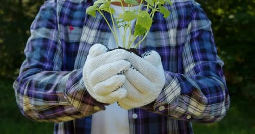 Hands Holding Seedling in Rural Natural Setting