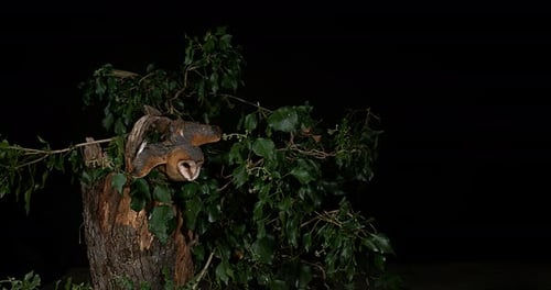 Schleiereule, Tyto Alba, Erwachsene im Flug, Normandie, Zeitlupe 4K