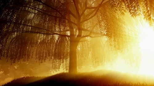 Sunrays Shining Through the Trees
