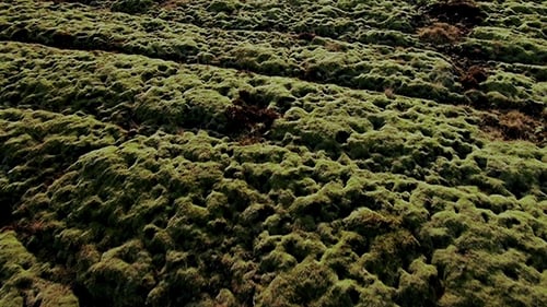 Iceland Lava Field Covered With Moss