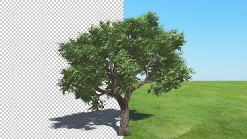 Wind Animated Amur Cork Tree with Shadow and Alpha Channel