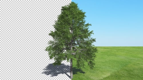 Realistic Animated Black Gum Tree with Alpha Channel